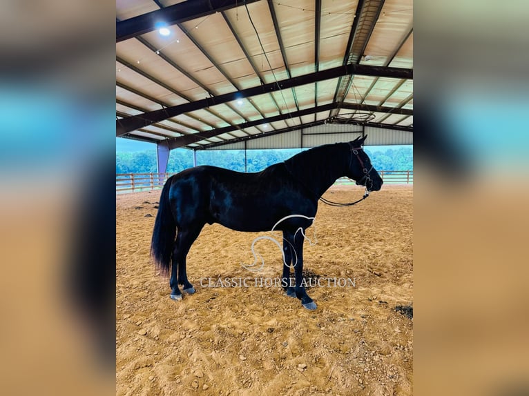 Kentucky Mountain Saddle Horse Hongre 12 Ans 152 cm Noir in Breeding, KY