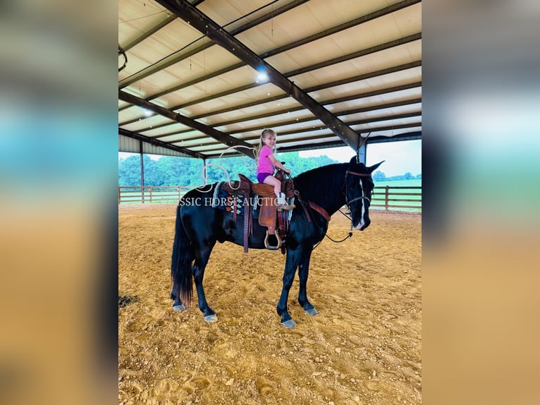 Kentucky Mountain Saddle Horse Hongre 12 Ans 152 cm Noir in Breeding, KY