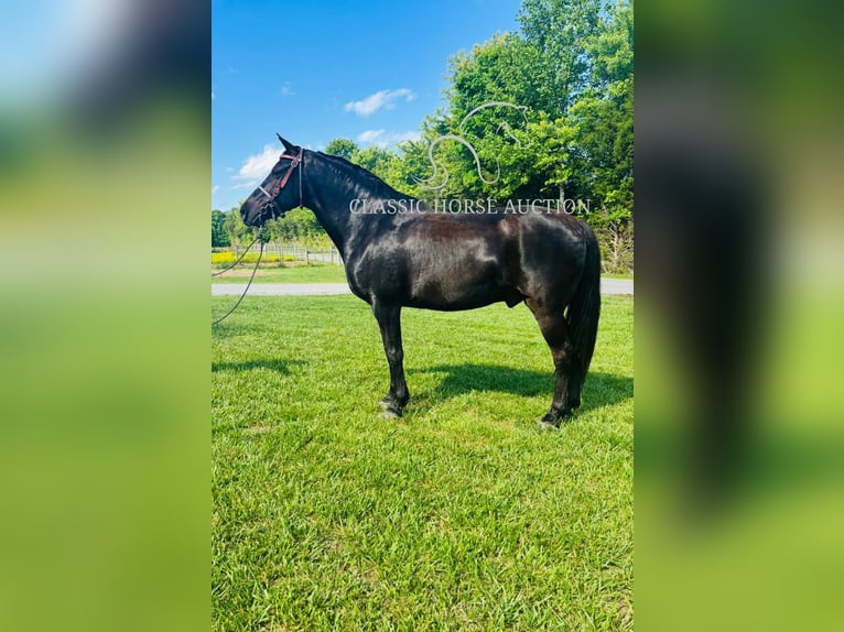 Kentucky Mountain Saddle Horse Hongre 12 Ans 152 cm Noir in Breeding, KY