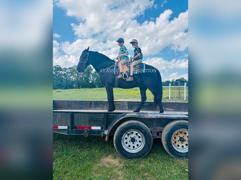 Kentucky Mountain Saddle Horse Hongre 12 Ans 152 cm Noir in Breeding, KY