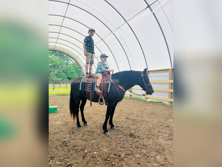 Kentucky Mountain Saddle Horse Hongre 12 Ans 152 cm Noir in Breeding, KY
