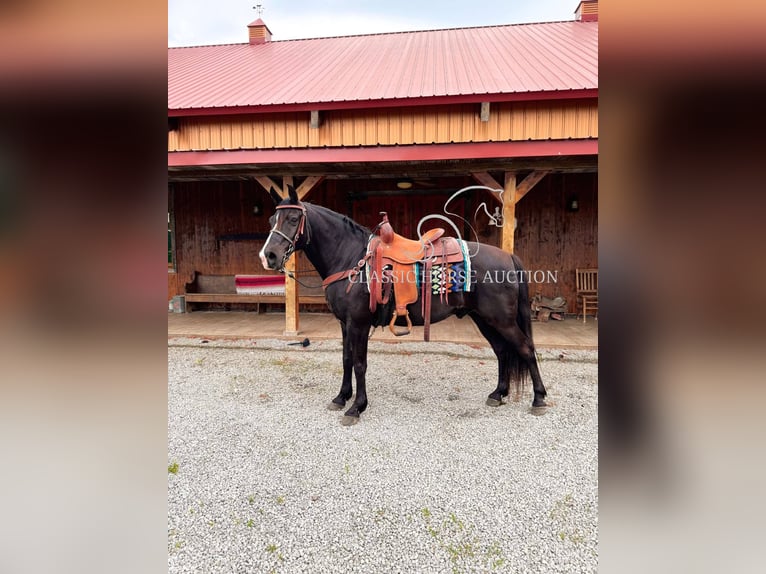 Kentucky Mountain Saddle Horse Hongre 12 Ans 152 cm Noir in Breeding, KY