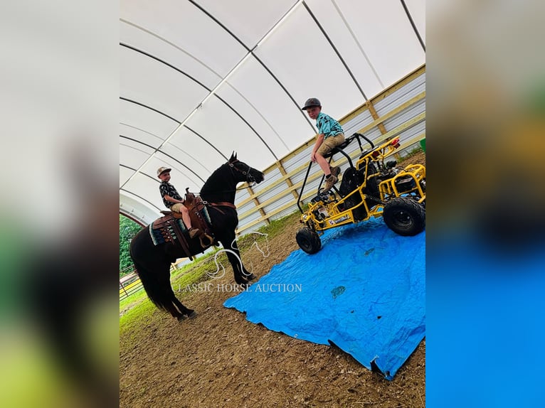 Kentucky Mountain Saddle Horse Hongre 12 Ans 152 cm Noir in Breeding, KY