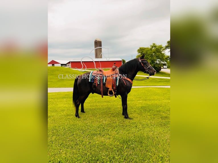 Kentucky Mountain Saddle Horse Hongre 12 Ans 152 cm Noir in Breeding, KY