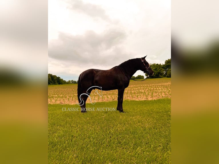 Kentucky Mountain Saddle Horse Hongre 12 Ans 152 cm Noir in Breeding, KY