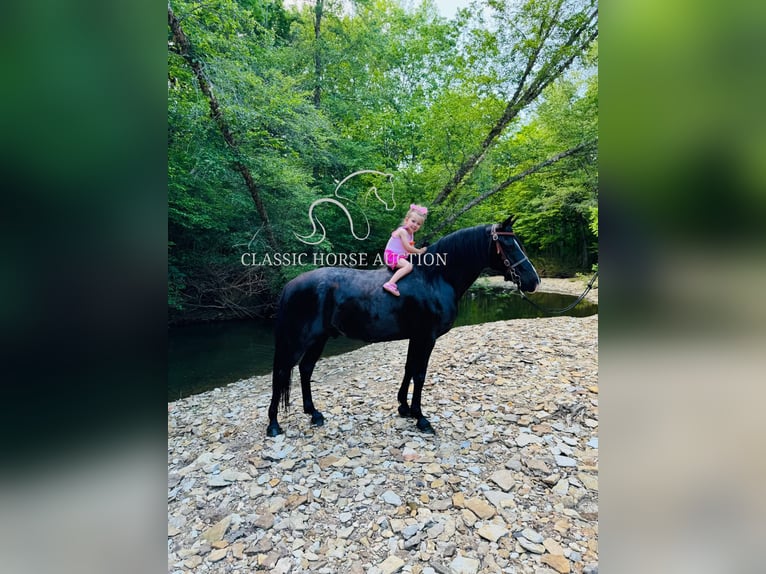 Kentucky Mountain Saddle Horse Hongre 12 Ans 152 cm Noir in Breeding, KY