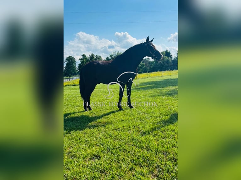 Kentucky Mountain Saddle Horse Hongre 12 Ans 152 cm Noir in Breeding, KY