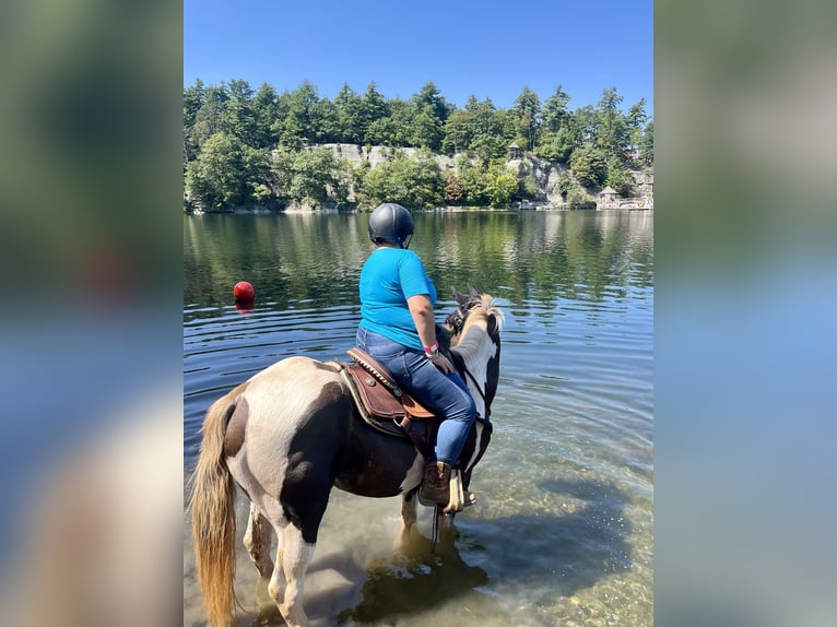 Kentucky Mountain Saddle Horse Hongre 12 Ans Pinto in Lebanon Kentucky Mountain Saddle Horse Hongre 12 Ans Pinto in Lebanon