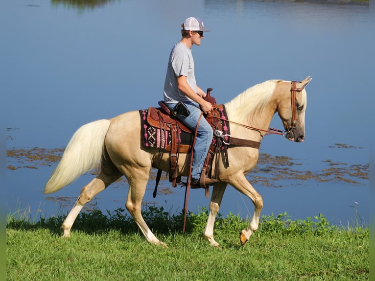Kentucky Mountain Saddle Horse Hongre 13 Ans 152 cm Palomino in Whitley City Ky