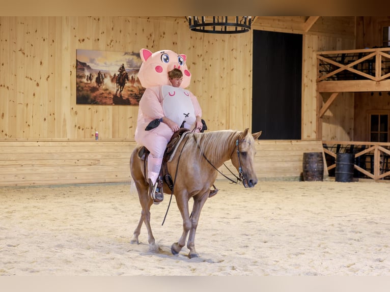 Kentucky Mountain Saddle Horse Hongre 14 Ans Palomino in Needmore