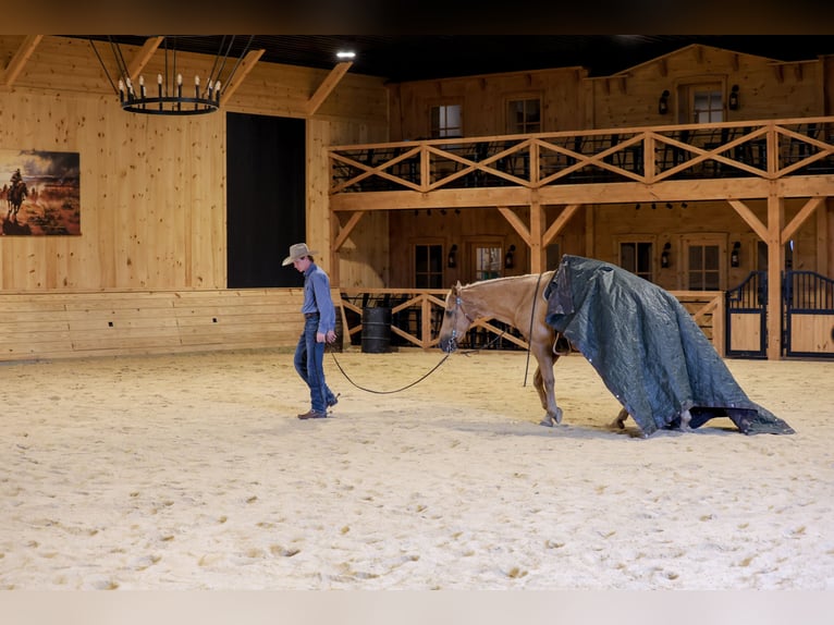 Kentucky Mountain Saddle Horse Hongre 14 Ans Palomino in Needmore