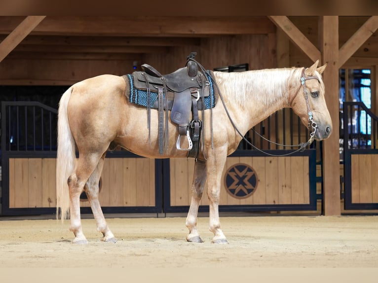 Kentucky Mountain Saddle Horse Hongre 14 Ans Palomino in Needmore