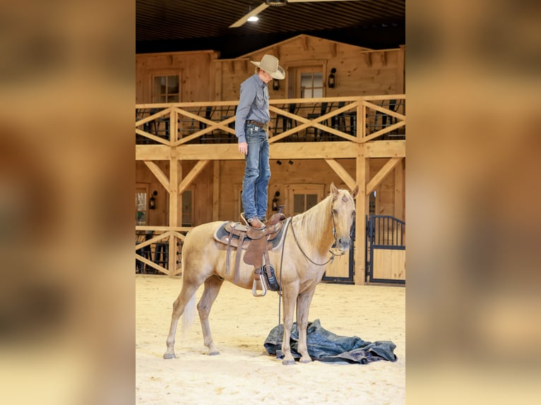 Kentucky Mountain Saddle Horse Hongre 14 Ans Palomino in Needmore