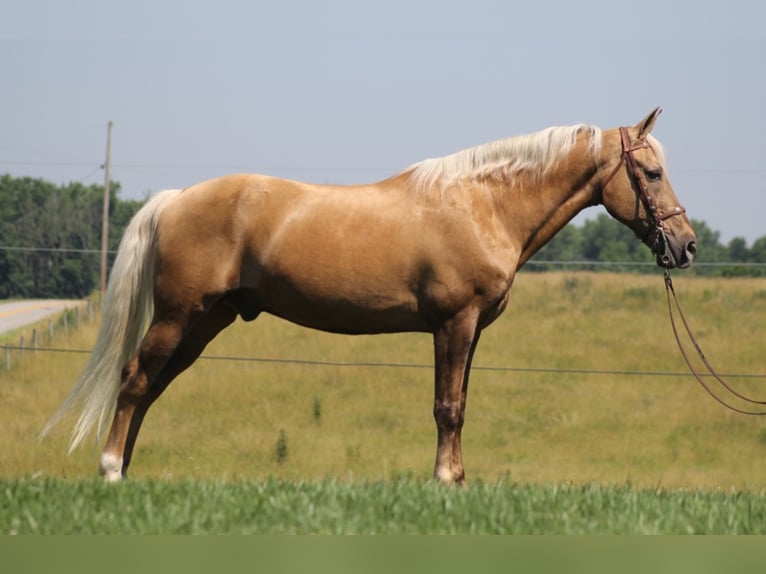 Kentucky Mountain Saddle Horse Hongre 16 Ans Palomino in Mount Vernon Ky
