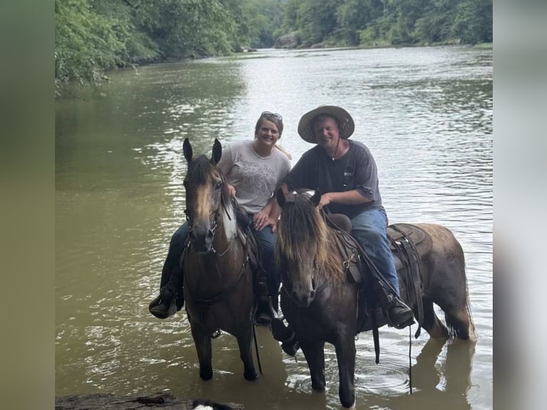 Kentucky Mountain Saddle Horse Hongre 6 Ans 147 cm Champagne in Mount Vernon