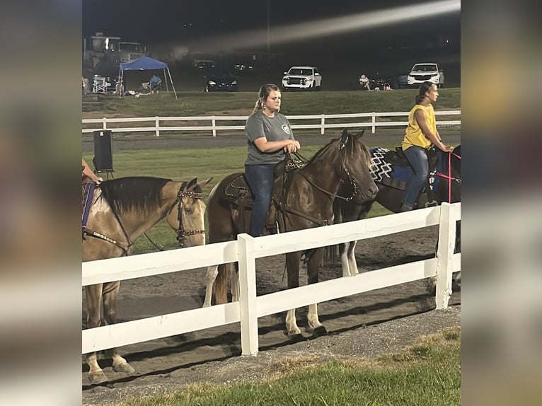 Kentucky Mountain Saddle Horse Hongre 6 Ans 147 cm Champagne in Mount Vernon