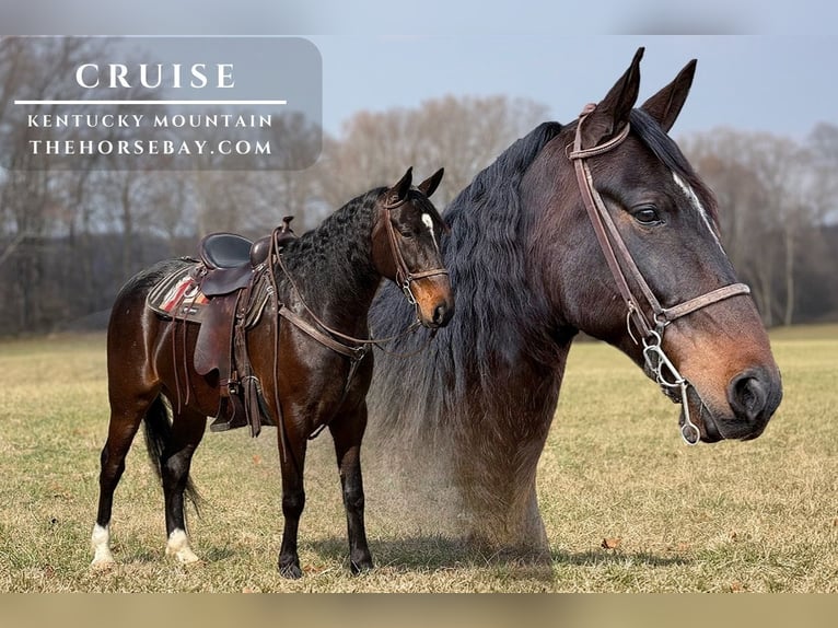 Kentucky Mountain Saddle Horse Hongre 7 Ans 155 cm Bai cerise in Whitley City, KY