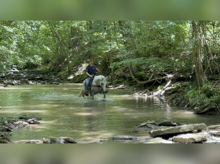 Kentucky Mountain Saddle Horse Hongre 7 Ans 157 cm Gris in West Liberty Kentucky Mountain Saddle Horse Hongre 7 Ans 157 cm Gris in West Liberty