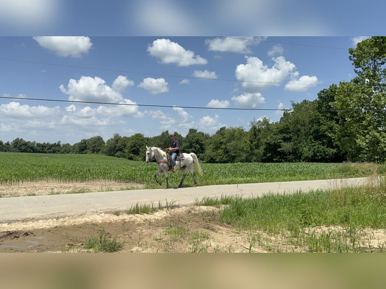 Kentucky Mountain Saddle Horse Hongre 7 Ans 157 cm Gris in West Liberty Kentucky Mountain Saddle Horse Hongre 7 Ans 157 cm Gris in West Liberty