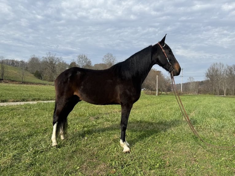 Kentucky Mountain Saddle Horse Hongre 8 Ans 152 cm Bai cerise in Moscow