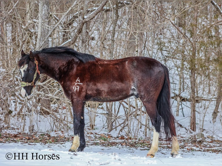 Kentucky Mountain Saddle Horse Hongre 8 Ans 152 cm Noir in Flemingsburg Ky