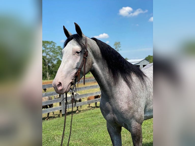 Kentucky Mountain Saddle Horse Hongre 9 Ans 142 cm Dunalino in Holtsville