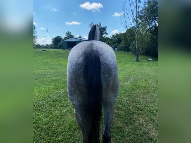 Kentucky Mountain Saddle Horse Hongre 9 Ans 142 cm Dunalino in Holtsville