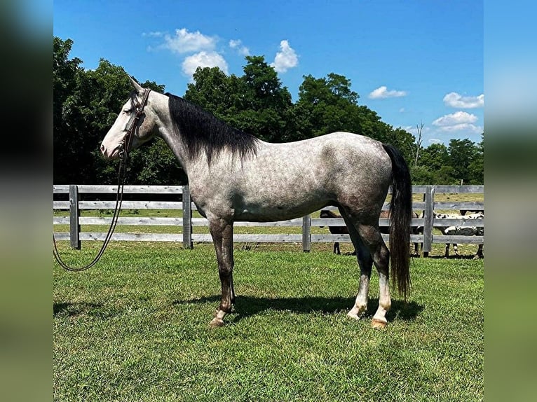 Kentucky Mountain Saddle Horse Hongre 9 Ans 142 cm Dunalino in Holtsville