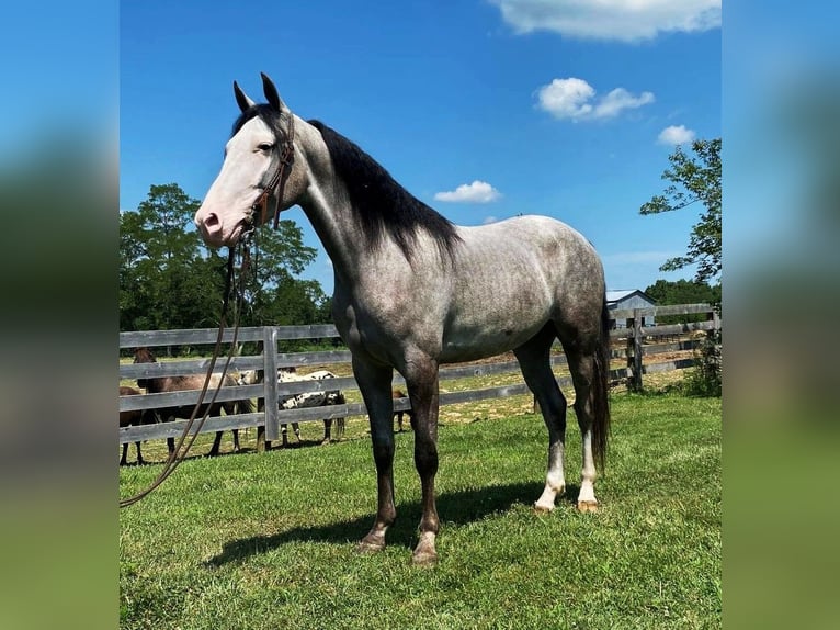 Kentucky Mountain Saddle Horse Hongre 9 Ans 142 cm Dunalino in Holtsville