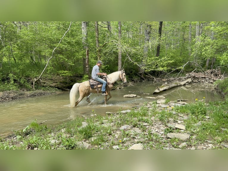Kentucky Mountain Saddle Horse Hongre 9 Ans 152 cm Palomino in Moscow, OH