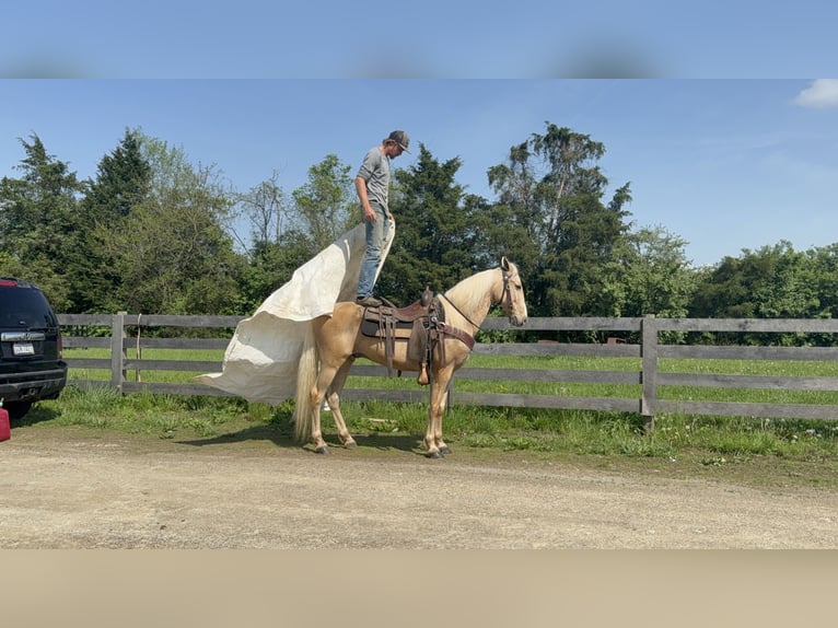 Kentucky Mountain Saddle Horse Hongre 9 Ans 152 cm Palomino in Moscow, OH
