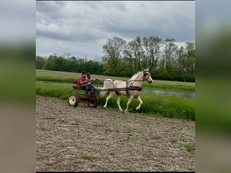 Kentucky Mountain Saddle Horse Hongre 9 Ans 152 cm Palomino in Moscow, OH