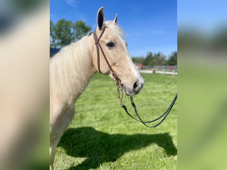 Kentucky Mountain Saddle Horse Hongre 9 Ans 152 cm Palomino in Moscow, OH