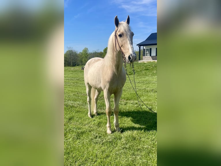 Kentucky Mountain Saddle Horse Hongre 9 Ans 152 cm Palomino in Moscow, OH