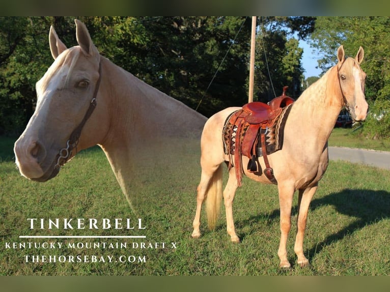 Kentucky Mountain Saddle Horse Croisé Jument 12 Ans 160 cm Palomino in Pine Knot, KY