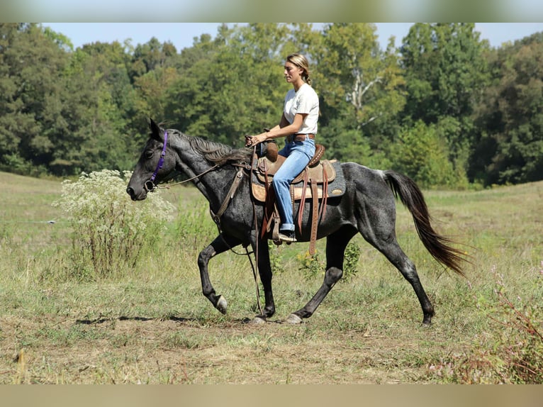 Kentucky Mountain Saddle Horse Jument 13 Ans 147 cm Rouan Bleu in Sedalia