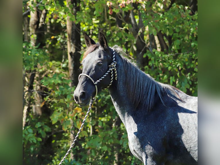 Kentucky Mountain Saddle Horse Jument 13 Ans 147 cm Rouan Bleu in Sedalia