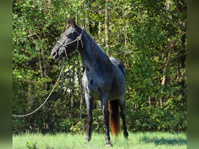 Kentucky Mountain Saddle Horse Jument 13 Ans 147 cm Rouan Bleu in Sedalia