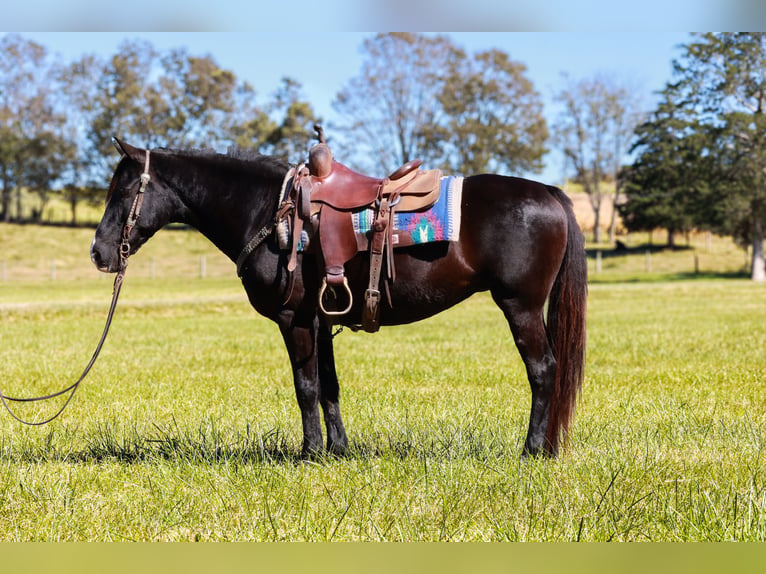 Kentucky Mountain Saddle Horse Jument 14 Ans 142 cm Noir in Hillsboro
