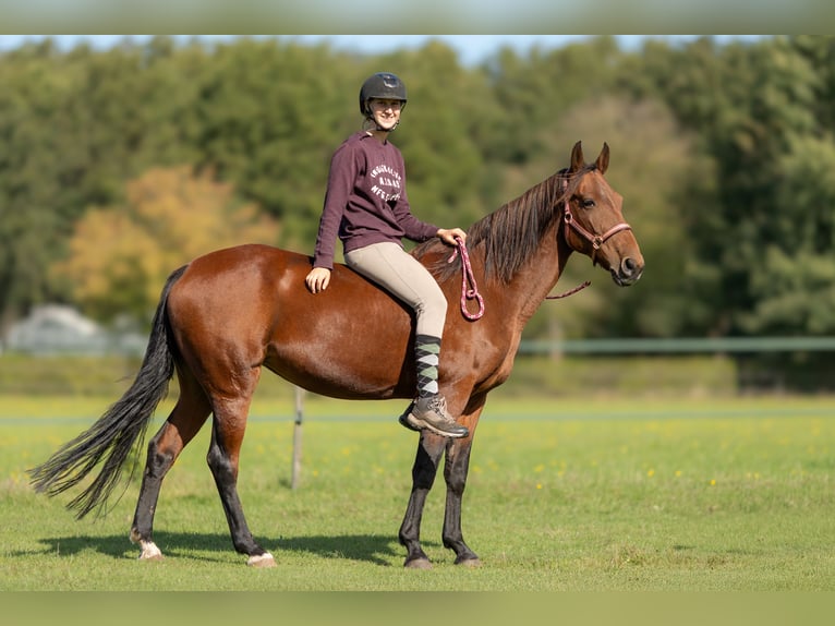 Kentucky Mountain Saddle Horse Jument 14 Ans 155 cm Bai in Linde Kentucky Mountain Saddle Horse Jument 14 Ans 155 cm Bai in Linde
