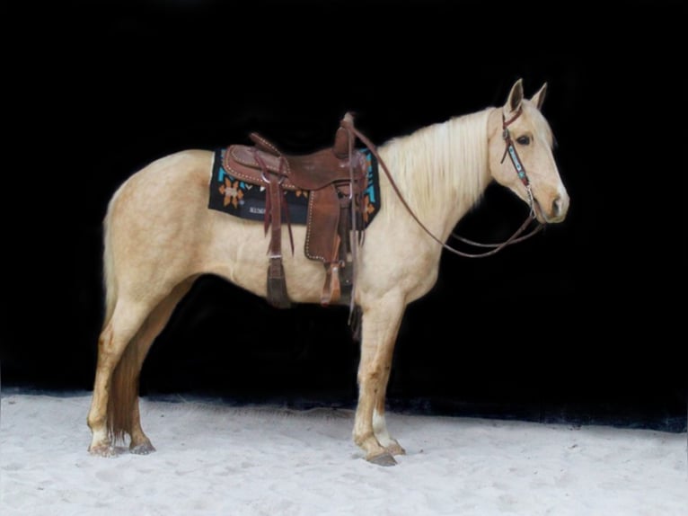 Kentucky Mountain Saddle Horse Jument 14 Ans Palomino in Whitley City, KY