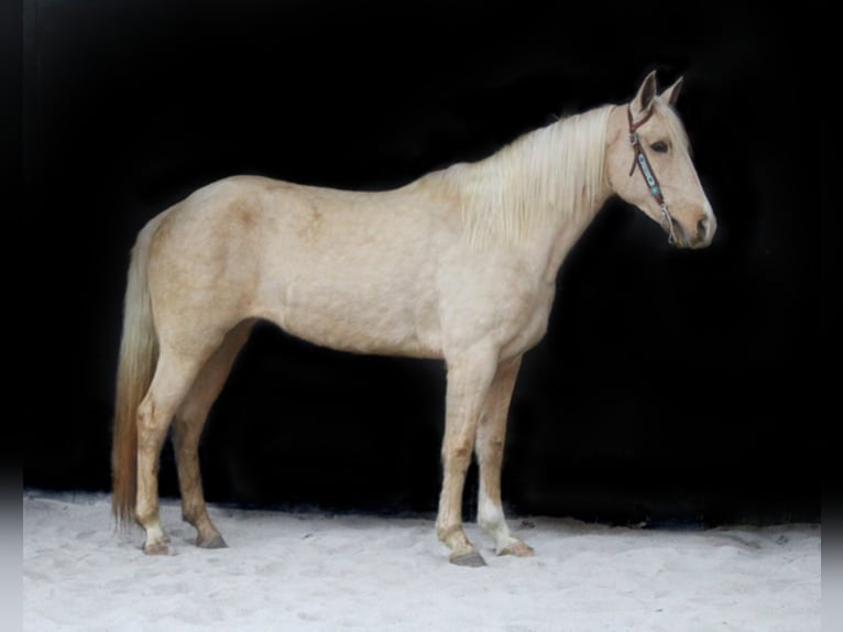 Kentucky Mountain Saddle Horse Jument 14 Ans Palomino in Whitley City, KY