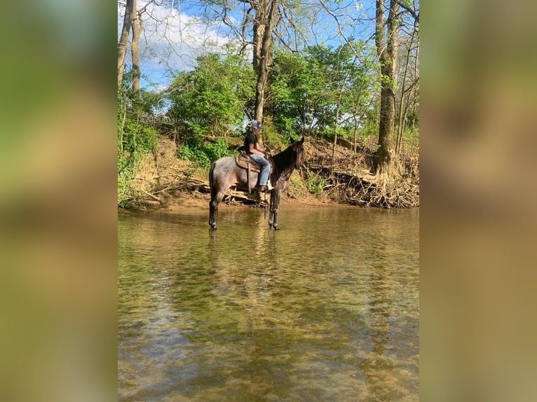 Kentucky Mountain Saddle Horse Jument 4 Ans 142 cm Rouan Bleu in Lawrenceburg, KY