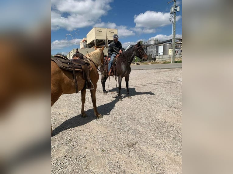 Kentucky Mountain Saddle Horse Jument 4 Ans 142 cm Rouan Bleu in Lawrenceburg, KY