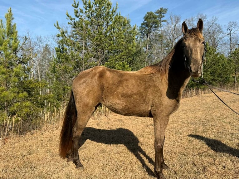 Kentucky Mountain Saddle Horse Jument 4 Ans 152 cm Bai cerise in Whitley City