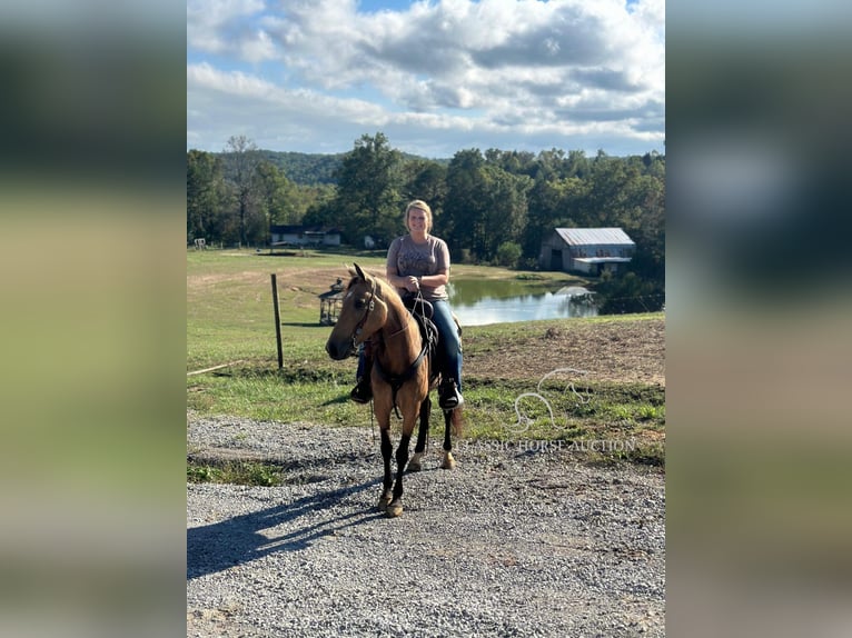 Kentucky Mountain Saddle Horse Jument 4 Ans 152 cm Buckskin in Parkers Lake