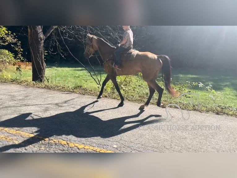 Kentucky Mountain Saddle Horse Jument 4 Ans 152 cm Buckskin in Parkers Lake