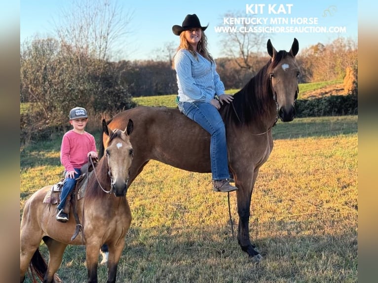 Kentucky Mountain Saddle Horse Jument 4 Ans 152 cm Buckskin in Parkers Lake