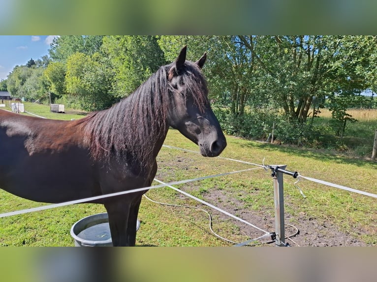 Kentucky Mountain Saddle Horse Jument 4 Ans 153 cm Noir in Bechenheim