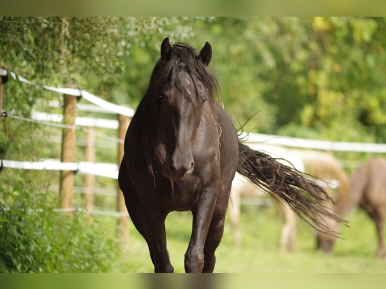 Kentucky Mountain Saddle Horse Jument 4 Ans 153 cm Noir in Bechenheim